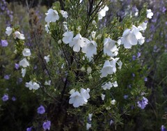 Prostanthera teretifolia