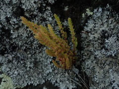 Crassula colligata colligata