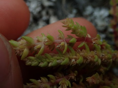 Crassula colligata colligata