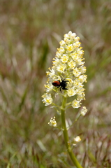 Toxicoscordion paniculatum