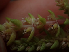 Crassula colligata colligata