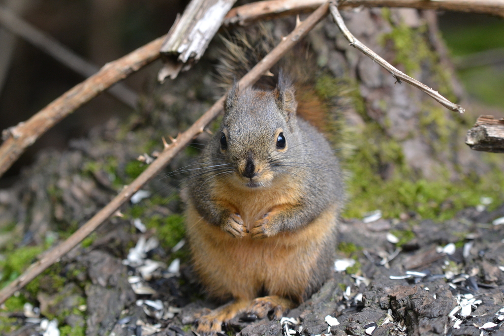 Douglas's Squirrel from Burnaby, BC, Canada on April 23, 2026 at 12:32 ...