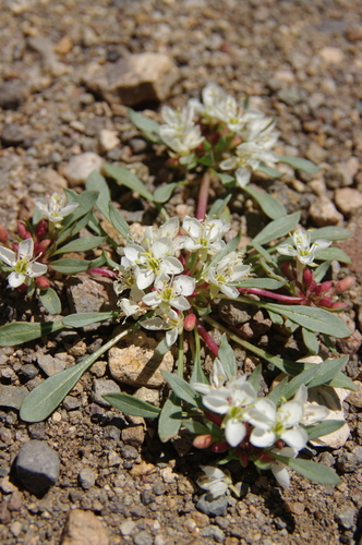 Nevada suncup (Camissonia nevadensis)