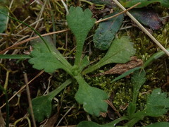 Brachyscome radicata