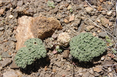 Cymopterus globosus