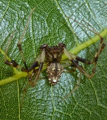 Verrucosa arenata image