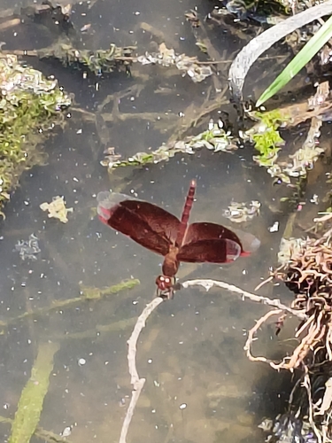 Common Parasol