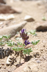 Lupinus brevicaulis