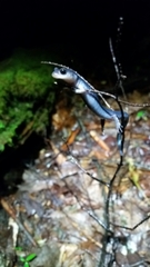 Plethodon shermani