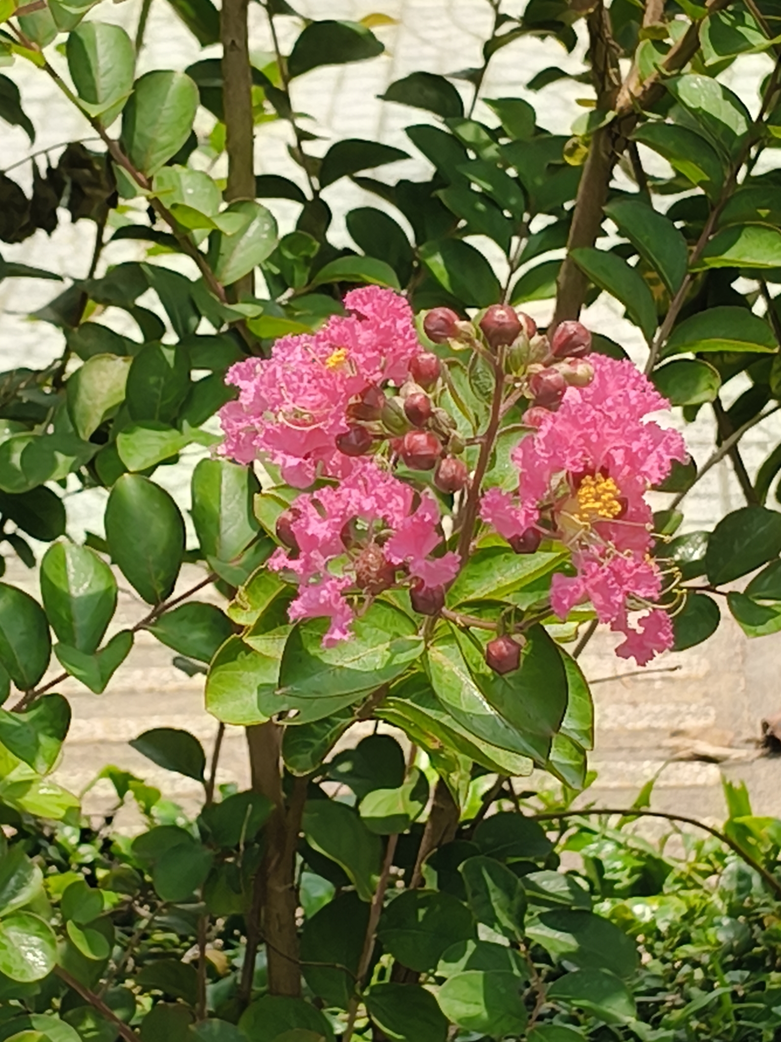 Lagerstroemia indica (Lagerstroemia indica)