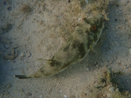 Naked puffer (Sphoeroides lispus) — Tetraodontidae — 4