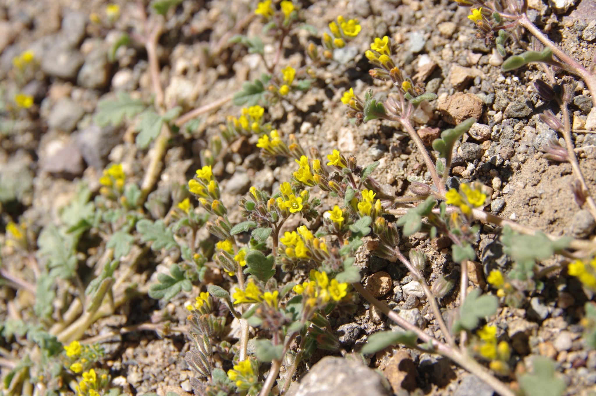 Phacelia monoensis