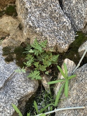 Pentagramma triangularis