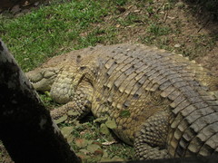 Crocodylus intermedius
