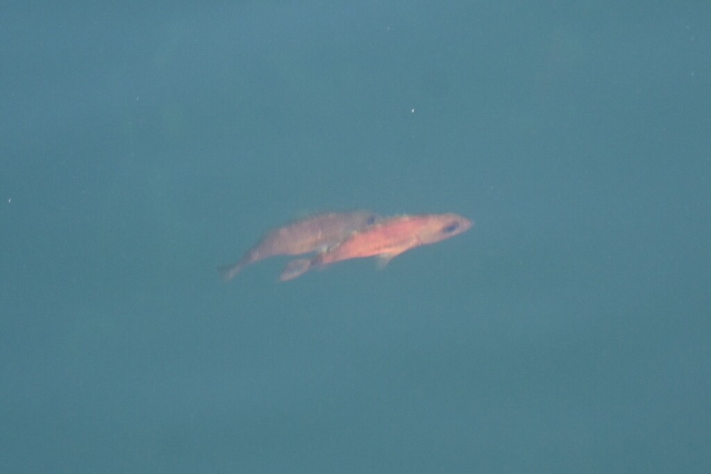 Photo of a Puget Sound Rockfish