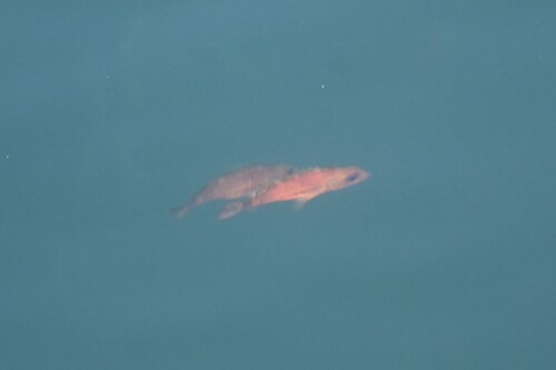 puget sound rockfish