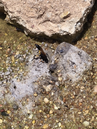 Sceliphron javanum