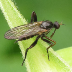 Rhamphomyia