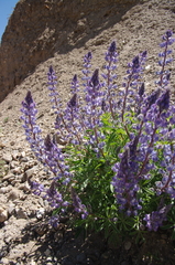 Lupinus nevadensis