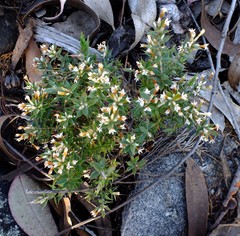 Styphelia biflora
