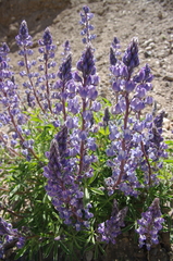 Lupinus nevadensis