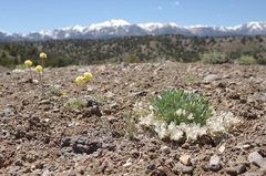 Astragalus calycosus calycosus