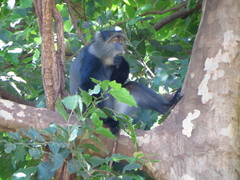 Cercopithecus mitis manyaraensis