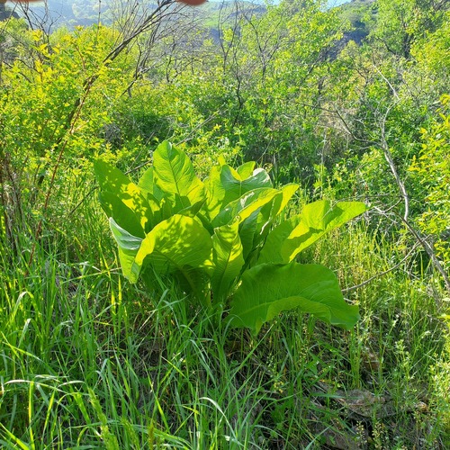 Inula grandis, photograph 5