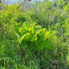 Inula grandis, photograph (c) Alexander Dubynin, some rights reserved (CC BY)