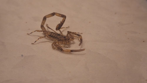 Lesser Brown Scorpion