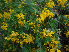 Hippocrepis emerus