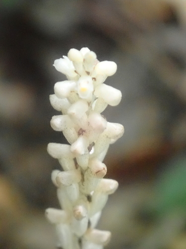 Image of Wullschlaegelia aphylla by no rights reserved