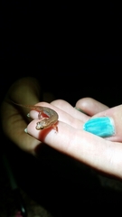 Desmognathus wrighti