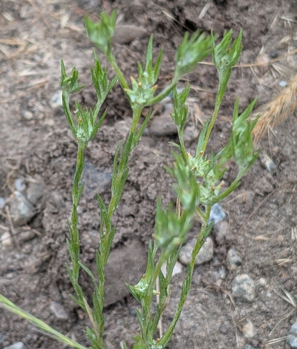 iNaturalist observation photo of narrowleaf cottonrose