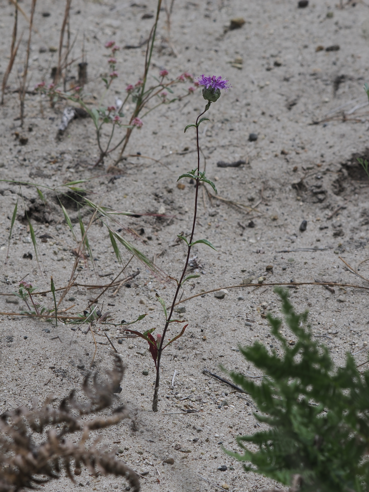 Imagem de Monardella sinuata