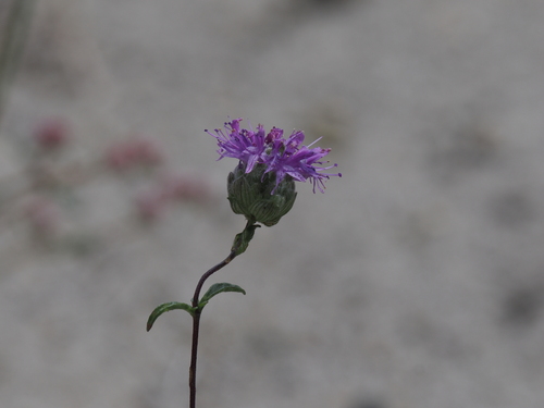 Foto de Monardella sinuata
