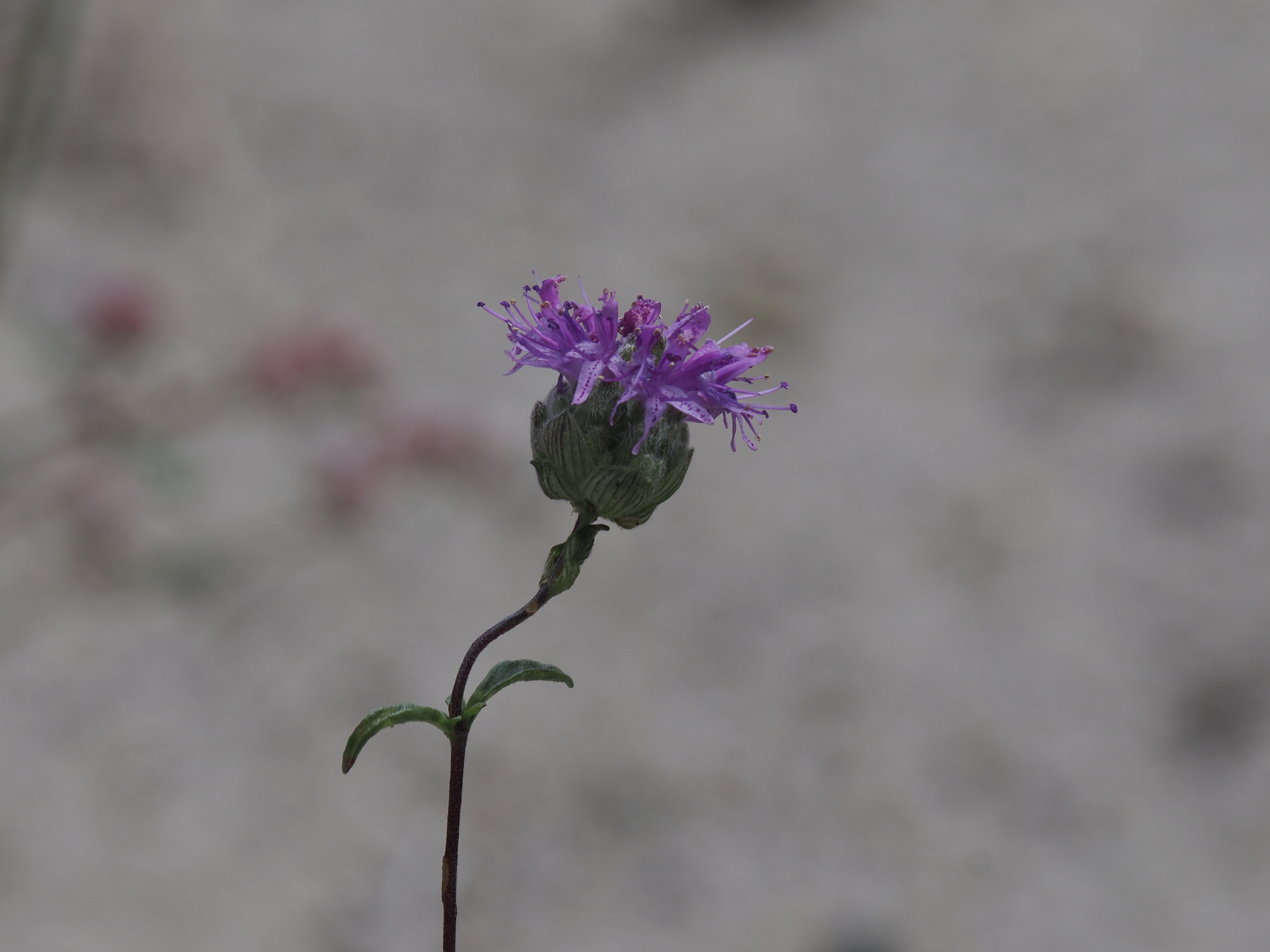 Imagem de Monardella sinuata