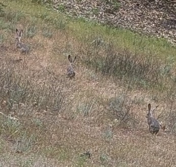 iNaturalist observation photo of Black-tailed Jackrabbit