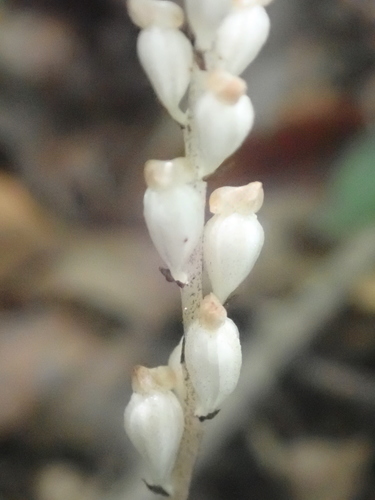 Image of Wullschlaegelia aphylla by no rights reserved