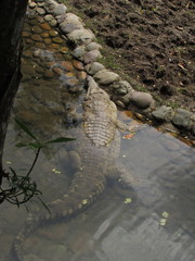 Crocodylus intermedius