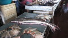 Firewood Catfish photo 2