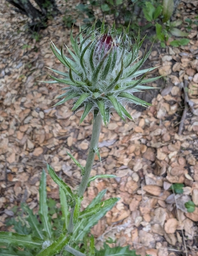 iNaturalist observation photo of Cobwebby Thistle