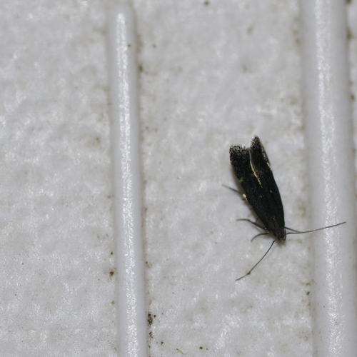 Aproaerema palpilineella photo 2