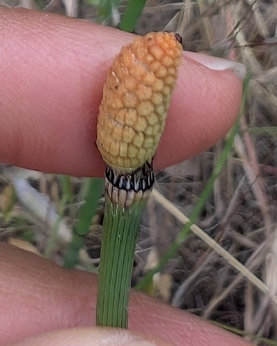 iNaturalist observation photo of smooth horsetail