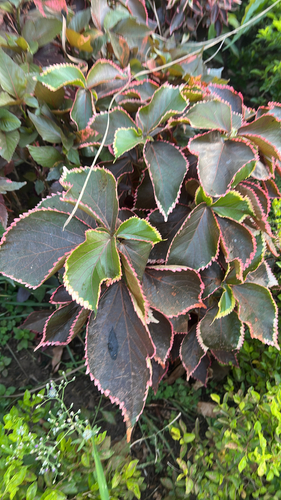 Copperleaf