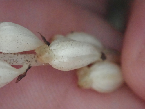 Image of Wullschlaegelia aphylla by no rights reserved
