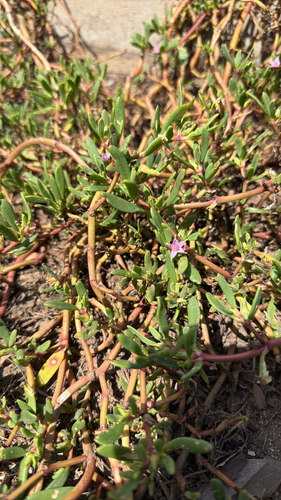Sesuvium portulacastrum observed 2026-04-26