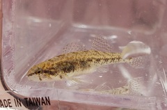 Etheostoma proeliare