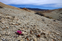 Sclerocactus nyensis