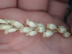 Wullschlaegelia aphylla